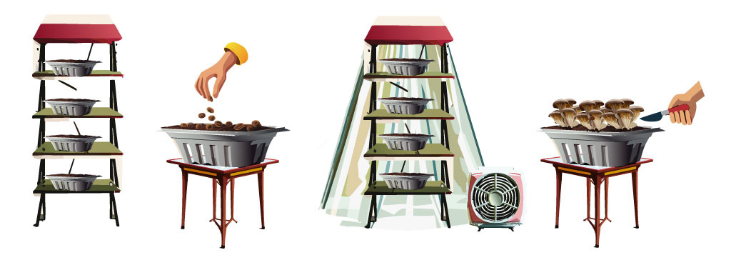 illustration of how to grow mushrooms in an enclosed tent