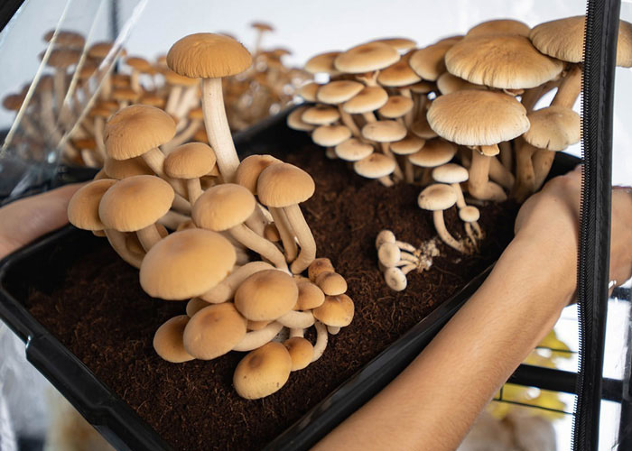 close up view of mushrooms in a tub