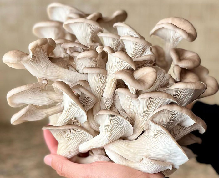a person holding mushrooms 