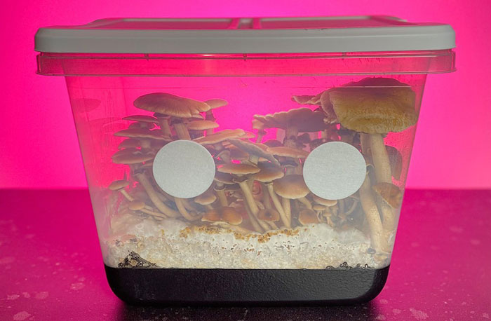 mushrooms in closed monotub