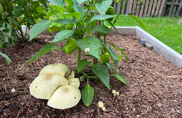 mushrooms growing on a mulched beds near the pepper