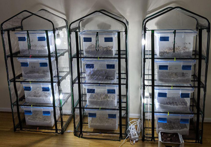 three Martha tents in the room