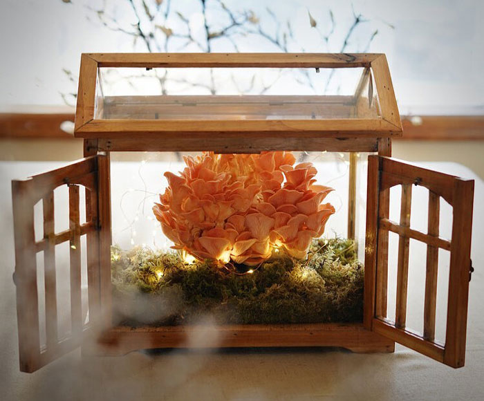 mushrooms growing in a decorative wooden house