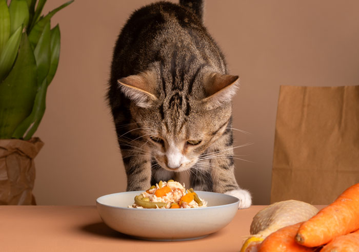Tabby cat eating from a bowl of food on a table, with vegetables nearby, illustrating how to keep ants away.