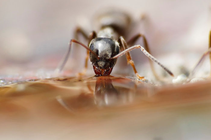 Close-up of an ant near cat food, highlighting prevention methods.