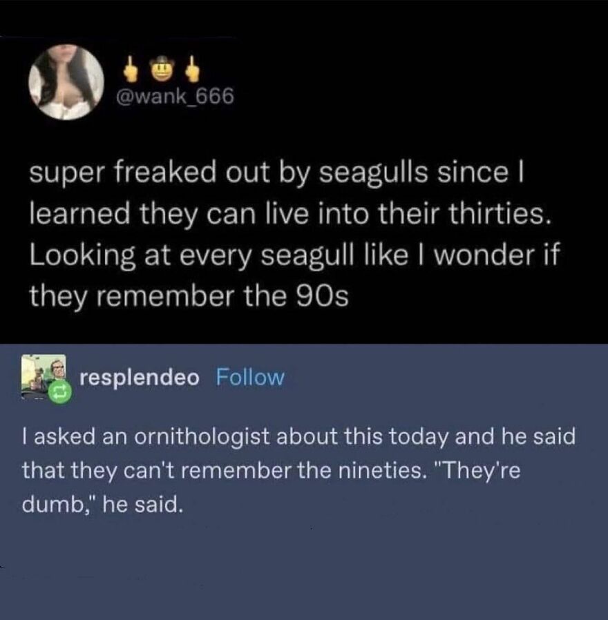 “Dumb? As If!” Says The Pigeon As It Places Its Finger And Its Thumb In The Shape Of An L On Its Forehead Before Removing From Forehead, Making Another L With The Other Hand, Bringing Them Together Into The Shape Of A W And Whispering “Whatever” #debah (Didn’t We Say Debah After The Whatever Chants?? Just Me?? What Did That Mean? How Would One Spell It?). . Twitter/ Wank_666 (Lol), Resplendeo