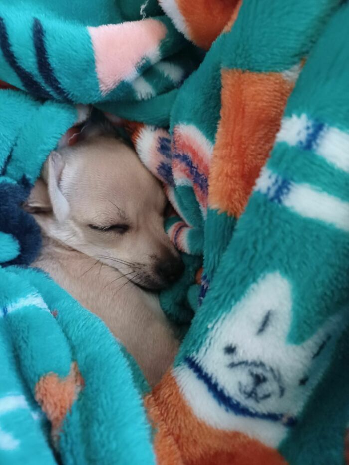 It’s Run Run Run Sniff Dash Zip Then.. Crash! (Lily Nugget)