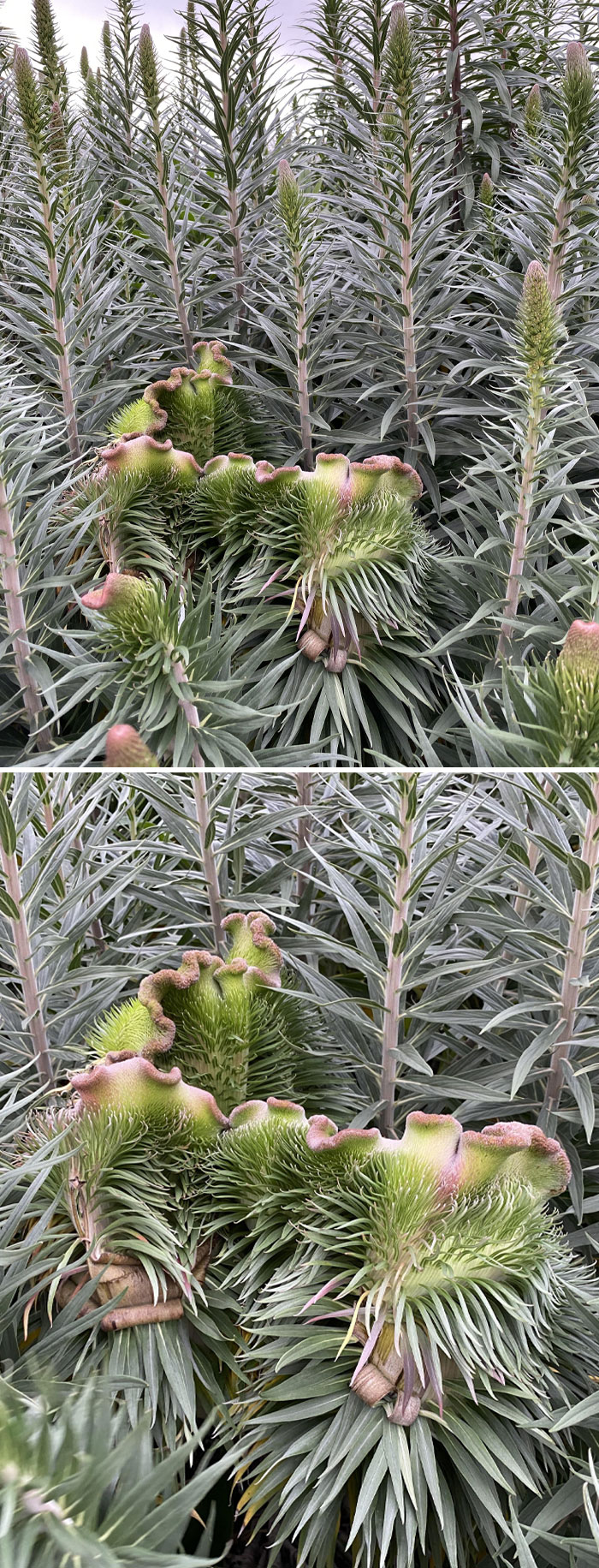 Awesome To See Such A Large Portion Cresting