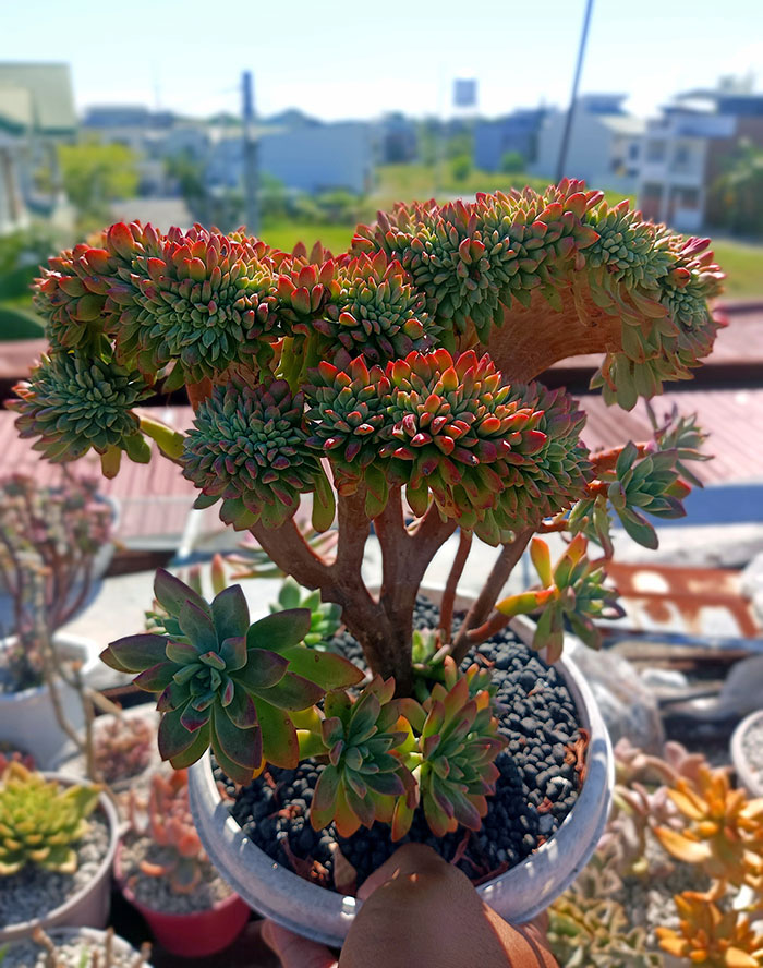 Growing Stable. My Crested Echeveria Minibelle