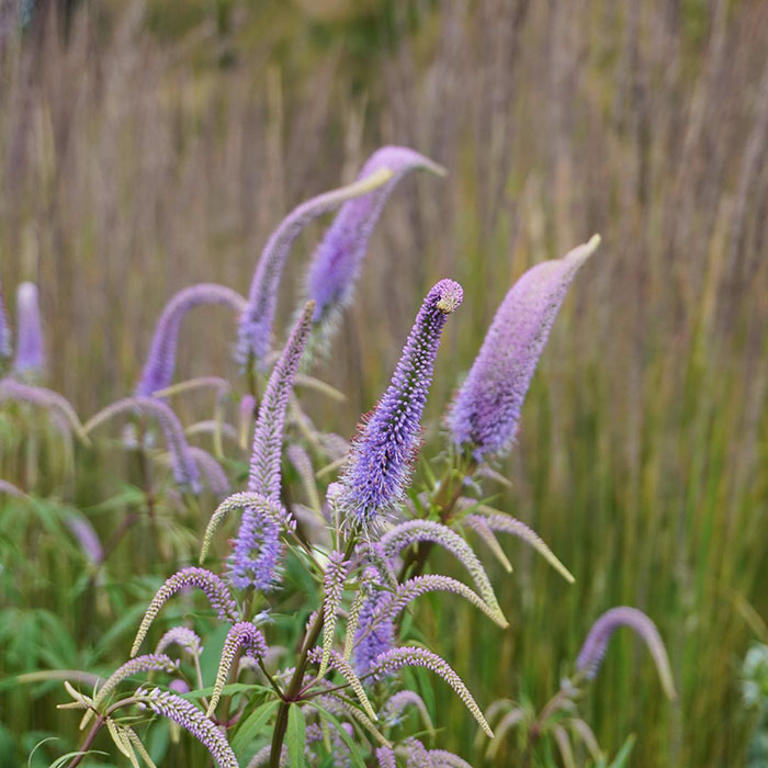 Fasciated Flowers Of Veronicastrum Virginicum