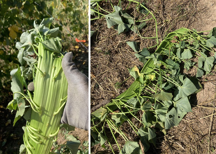 Check Out This Sweet Potato Vine Mutation. I've Had Vines Do This Before, But Never Like This