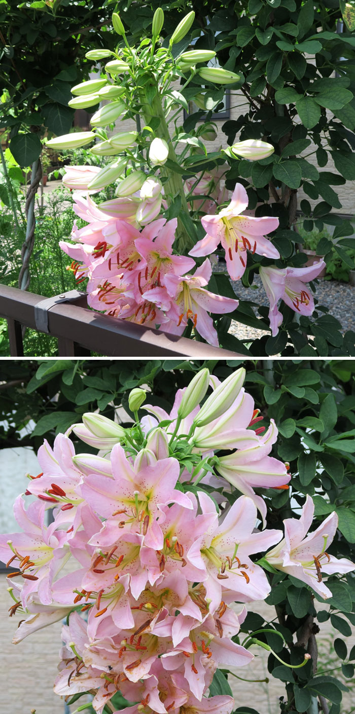 It Has Been Blooming Like This For Over 3 Years