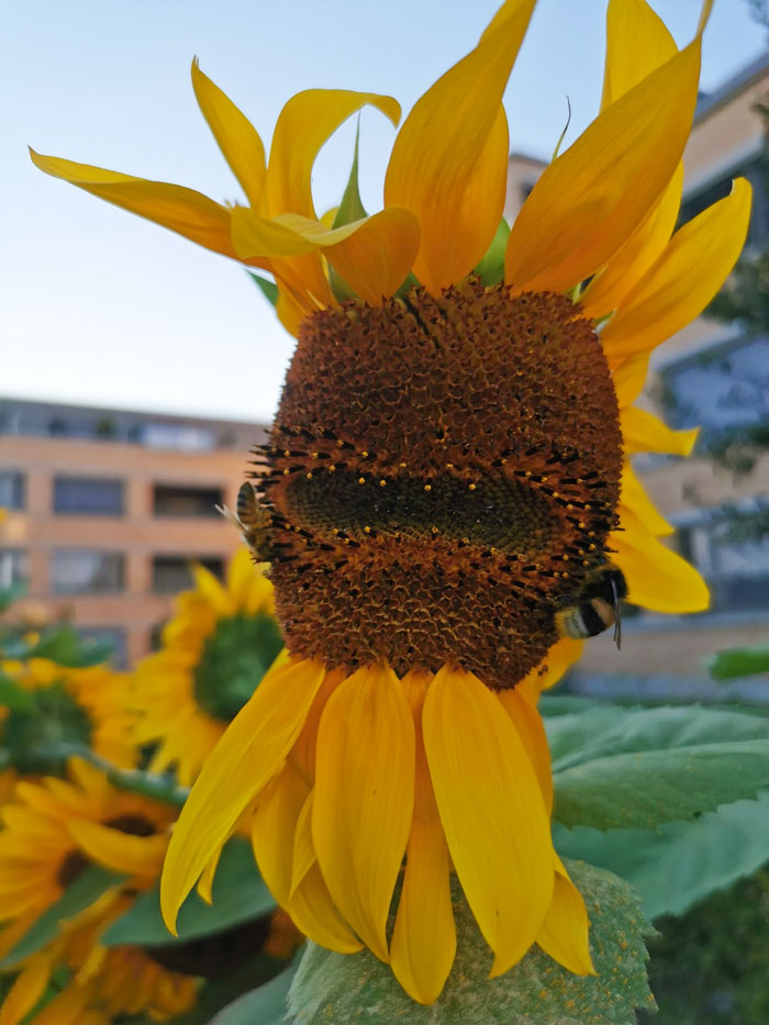 Meet Sunny, My Mutant Buddy