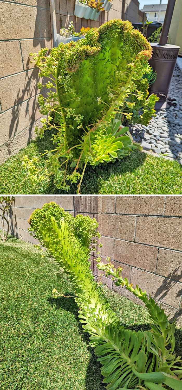 My Crested Garden Succulent