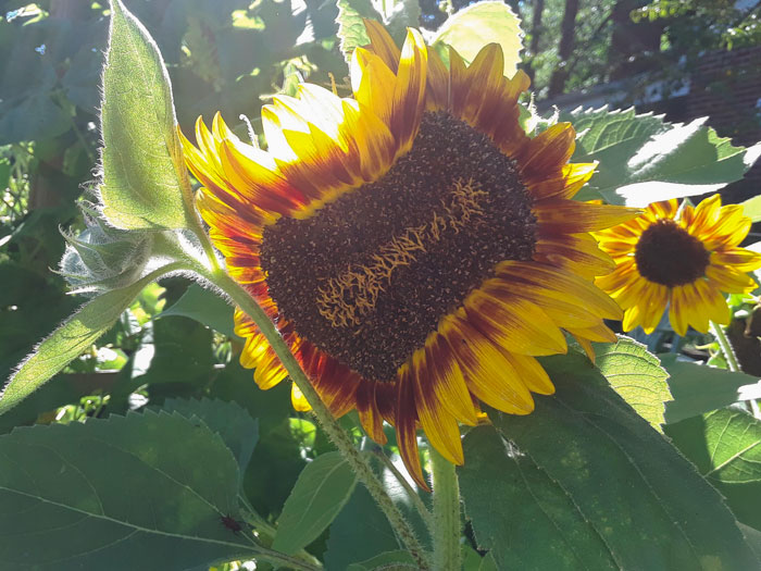 My Mutant Sunflower Is Awesome