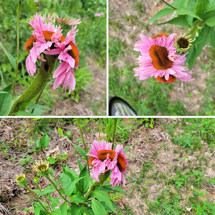 This Flower Is Very Weirdly Mutated