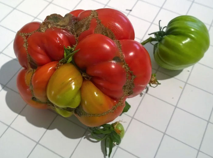 My First Tomato, I Think I'm Doing Something Wrong