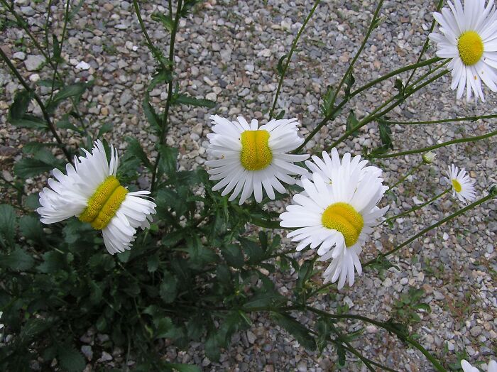Fasciation Mutation In Daisies 
