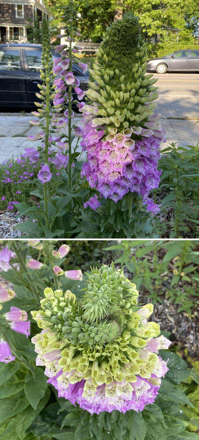 The Mutant Digitalis Has So Many Blooms, The Top Is Spinning