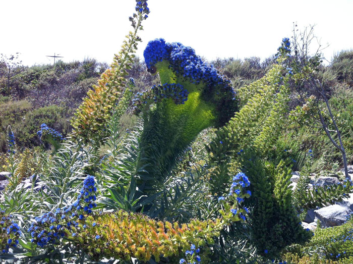 Saw This Beautiful Mutated Pride Of Madeira While Volunteering In The Wetlands Across The Street From My Neighborhood