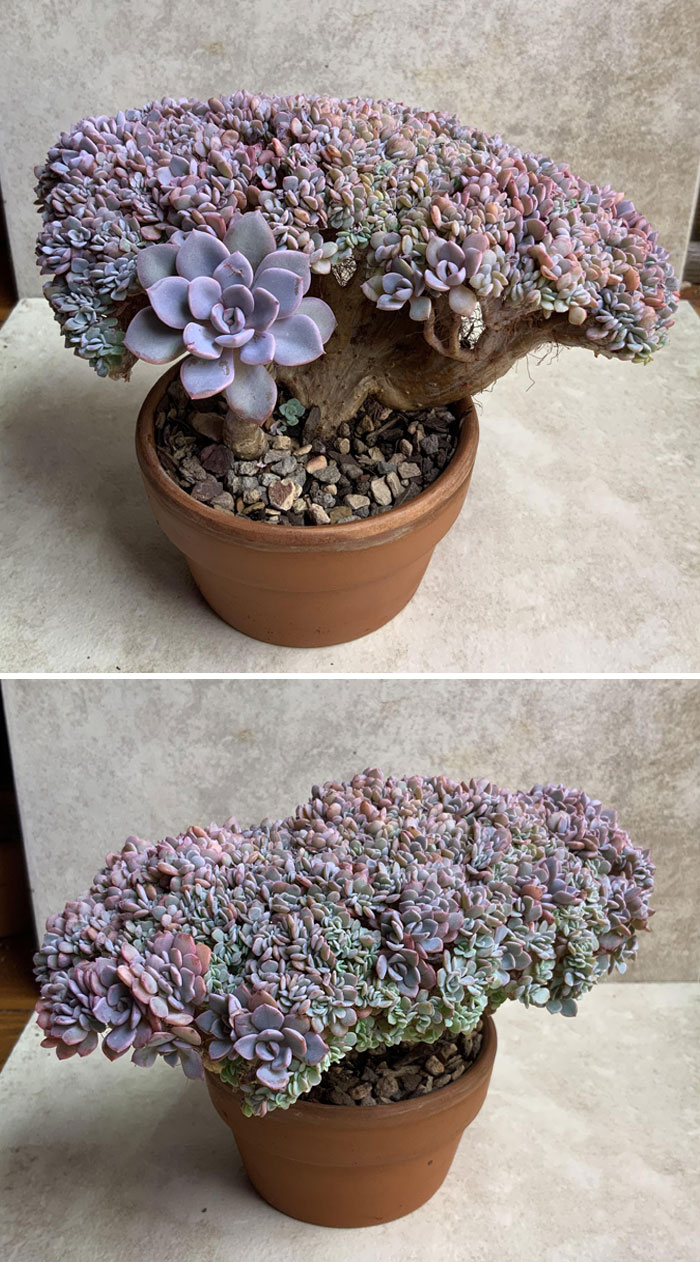 Debbie Crest Is Still Going Strong