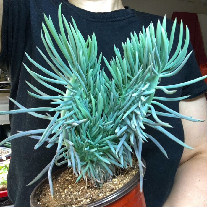 My Pride And Joy - Senecio Vitalis