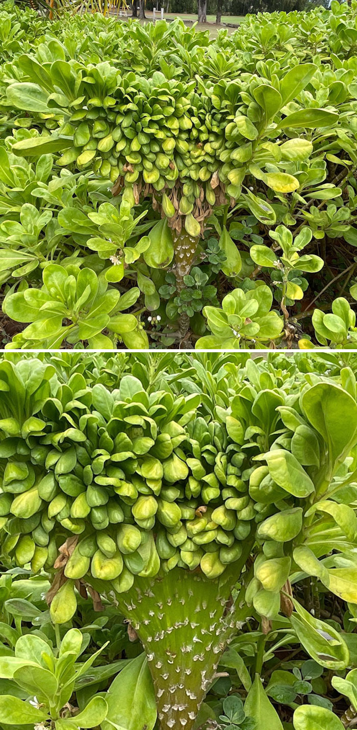 Naupaka Stem Fasciation. This Flattening Of The Stem, Flowers Or, In Some Cases, Leaves Can Be Caused By Bacterial, Viral, Hormonal, Genetic, Or Even Environmental Conditions