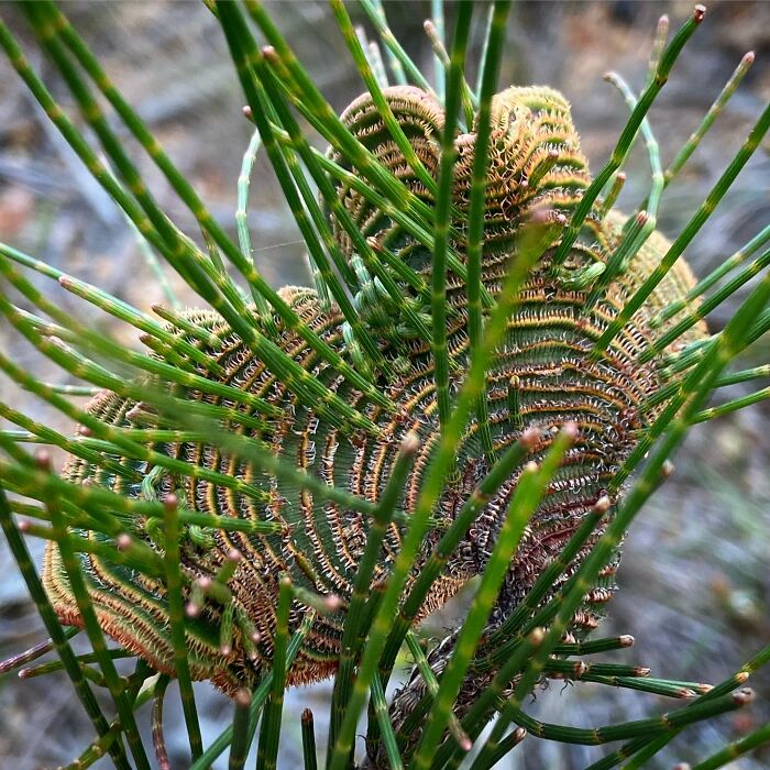 Allocasuarina Looking A Little Unnatural