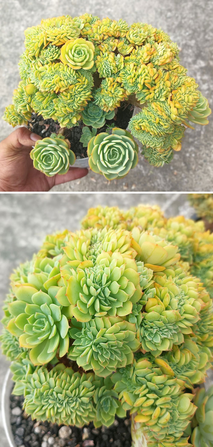 Crested Echeveria Lemon Rose