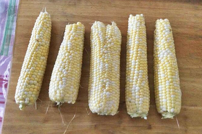 I've Seen Many Fasciated Fruits And Vegetables, But My Cousin Got Something I've Never Seen Before - Corn