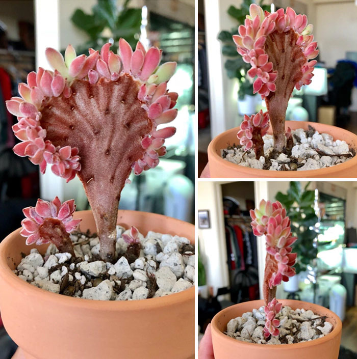 Fuzzy Crested Echeveria, A Very Interesting Flat Shape