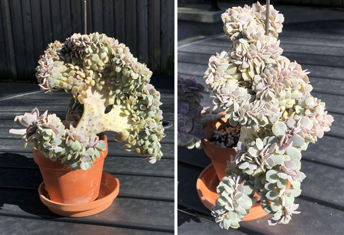 Meet Broccoli, My Very Crested Multi-Headed Echeveria Perle Von Nurnberg