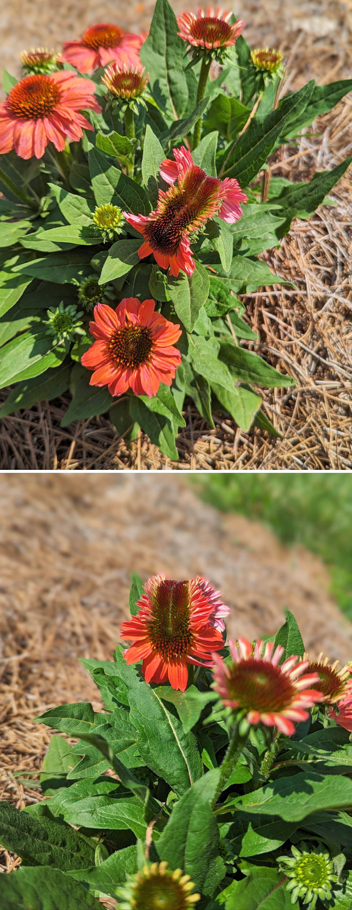 Echinacea Mutation