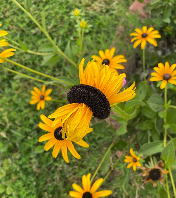 A Particularly Neat Example Of Fasciation