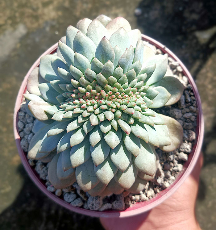 A Center Crest Echeveria Ariel