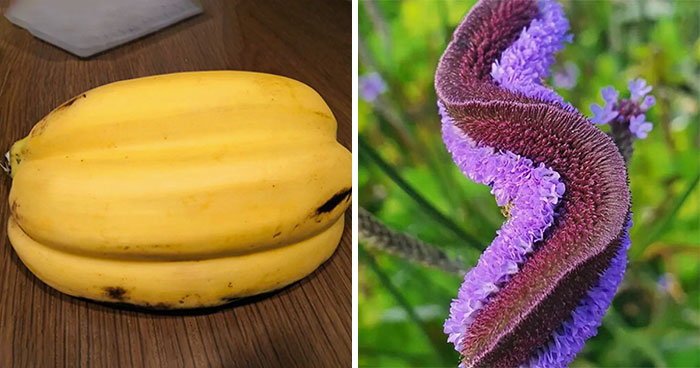 “A Real Monster Nightmare”: 50 Times Mother Nature Glitched Out And It Led To Interesting Plants