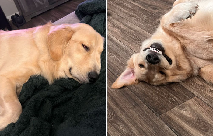 It-Was-Devil-Funny-Animal-Pics