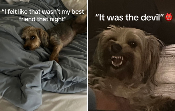 It-Was-Devil-Funny-Animal-Pics