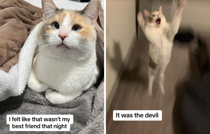 It-Was-Devil-Funny-Animal-Pics