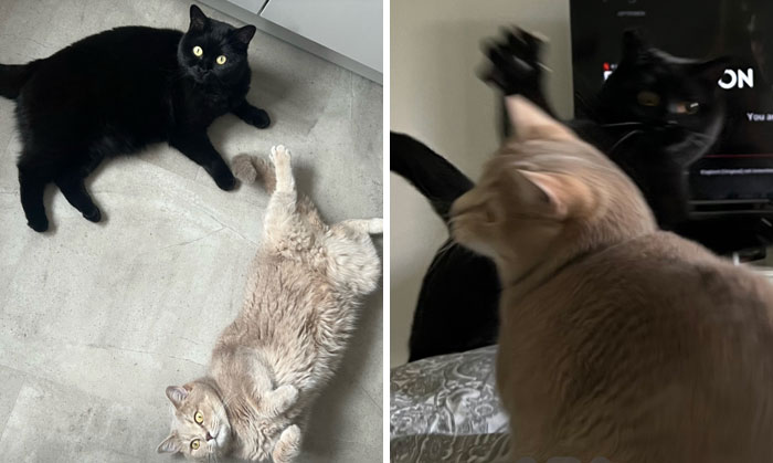 It-Was-Devil-Funny-Animal-Pics