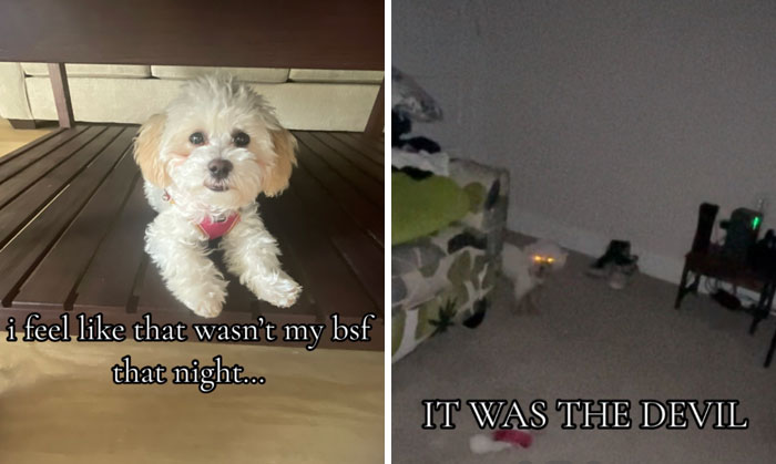 It-Was-Devil-Funny-Animal-Pics