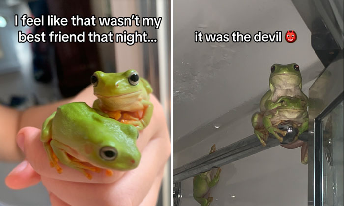 It-Was-Devil-Funny-Animal-Pics