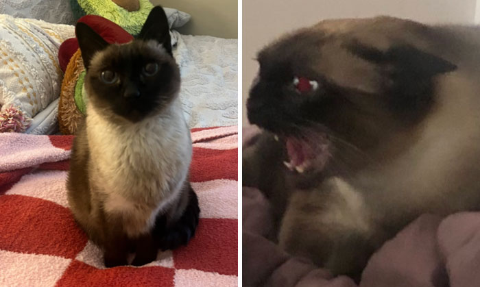 It-Was-Devil-Funny-Animal-Pics