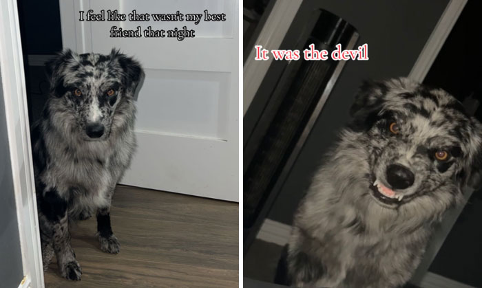 It-Was-Devil-Funny-Animal-Pics