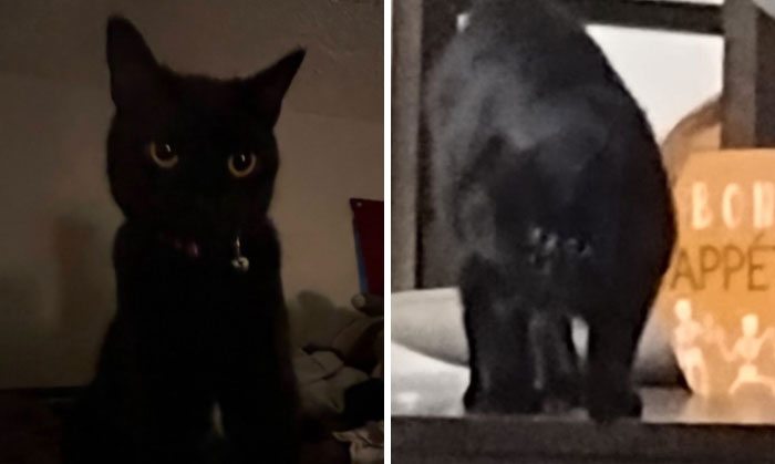 It-Was-Devil-Funny-Animal-Pics