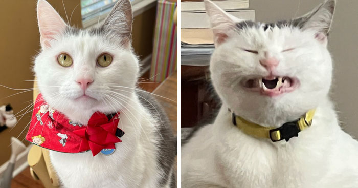 It-Was-Devil-Funny-Animal-Pics