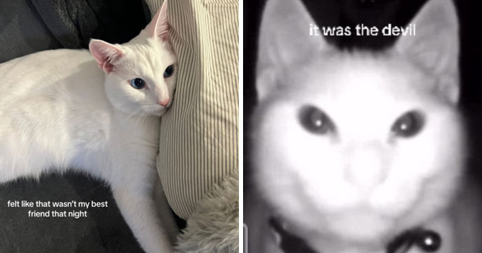 It-Was-Devil-Funny-Animal-Pics