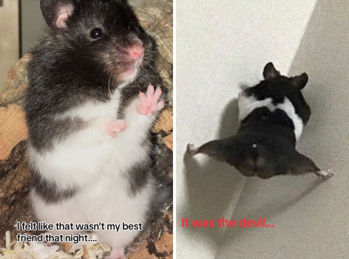 It-Was-Devil-Funny-Animal-Pics