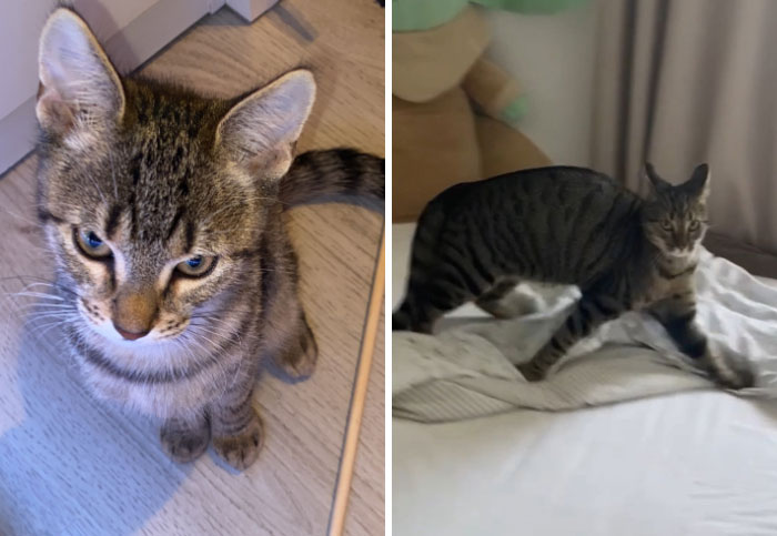 It-Was-Devil-Funny-Animal-Pics