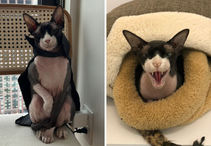 It-Was-Devil-Funny-Animal-Pics